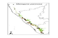 Meiogyne pannosa